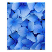 Blue Hydrangea-Blume Fotodruck (Vorne)