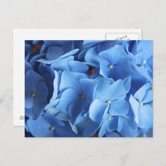 Blue Hydrangea Blume Fotografie Postkarte (Vorne/Hinten)