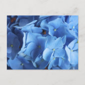 Blue Hydrangea Blume Fotografie Postkarte (Vorderseite)