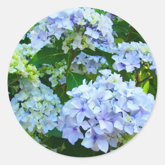 Blue Hydrangea Blume Garden Sommer Aufkleber (Vorderseite)