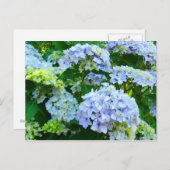 Blue Hydrangea Blume Garten Postkarten Botanisch (Vorne/Hinten)