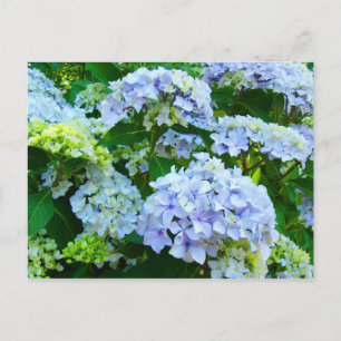 Blue Hydrangea Blume Garten Postkarten Botanisch