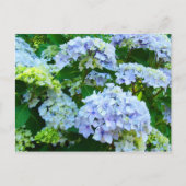 Blue Hydrangea Blume Garten Postkarten Botanisch (Vorderseite)