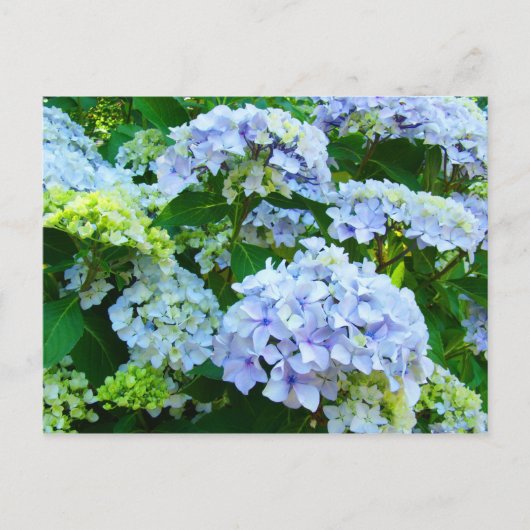 Blue Hydrangea Blume Garten Postkarten Botanisch (Vorderseite)