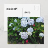 Blue Hydrangea Blume im Summer Garden Postkarte (Vorne/Hinten)