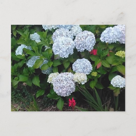 Blue Hydrangea Blume im Summer Garden Postkarte (Vorderseite)
