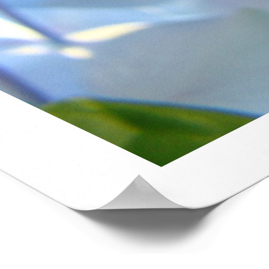 Blue Hydrangea Blume Kunstdrucke Blume Poster (Ecke)