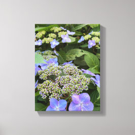 Blue Hydrangea-Blume Leinwanddruck