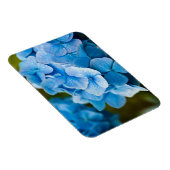 Blue Hydrangea Blume Magnet (Rechte Seite)