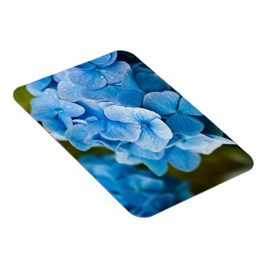 Blue Hydrangea Blume Magnet (Rechte Seite)