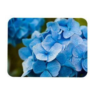 Blue Hydrangea Blume Magnet