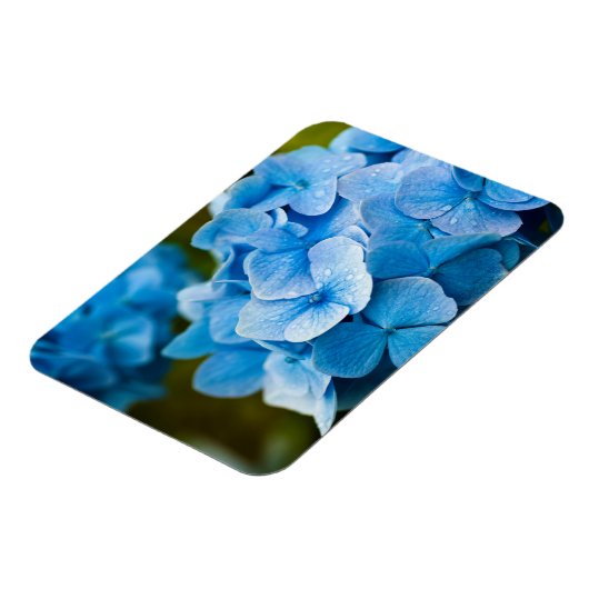 Blue Hydrangea Blume Magnet (Linke Seite)
