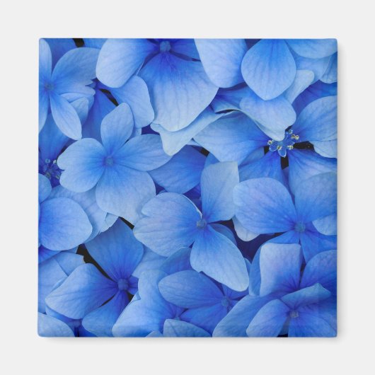 Blue Hydrangea-Blume Magnet (Vorne)