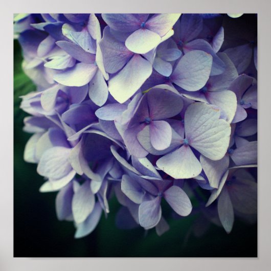 Blue Hydrangea Blume Petals Nah Poster (Vorne)