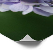 Blue Hydrangea Blume Petals Nah Poster (Ecke)