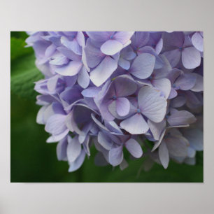 Blue Hydrangea Blume Petals Nah Poster