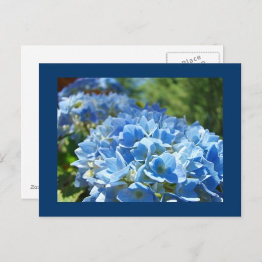 Blue Hydrangea Blume Postkarten Text hinzufügen (Vorne/Hinten)