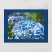 Blue Hydrangea Blume Postkarten Text hinzufügen (Vorderseite)