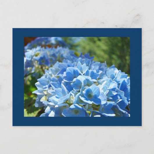Blue Hydrangea Blume Postkarten Text hinzufügen (Vorderseite)