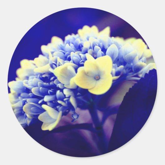 Blue Hydrangea-Blume Runder Aufkleber (Vorderseite)