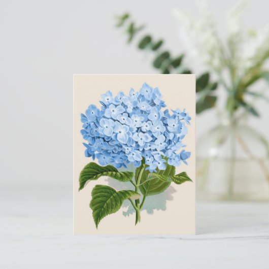 Blue Hydrangea Botanical Print Postkarte (Stehend Vorderseite)