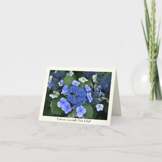 Blue Hydrangea Collectible Greeting Cards Karte (Vorderseite)