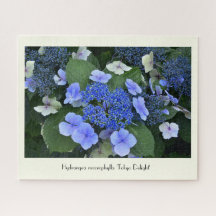 Blue Hydrangea Collvable Blume