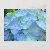 Blue Hydrangea Flowrs Postkarten Floral Postkarten (Vorderseite)