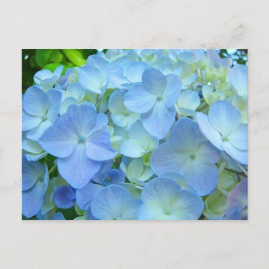 Blue Hydrangea Flowrs Postkarten Floral Postkarten (Vorderseite)
