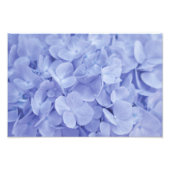 Blue Hydrangea Fotodruck (Vorne)