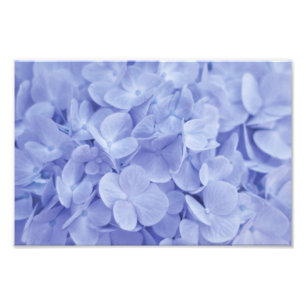 Blue Hydrangea Fotodruck
