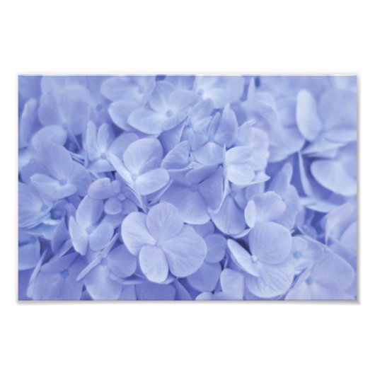 Blue Hydrangea Fotodruck (Vorne)