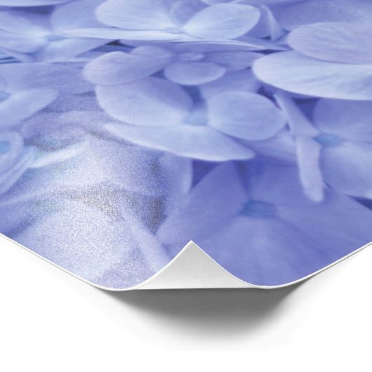 Blue Hydrangea Fotodruck (Ecke)