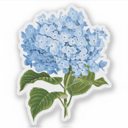 Blue Hydrangea GrandMillennium Aufkleber (Vorderseite)