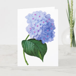 Blue Hydrangea Grußkarte Karte