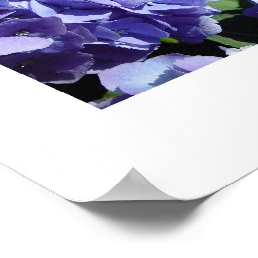 Blue Hydrangea-Mischung, Blue Hydrangeas Poster (Ecke)