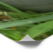 Blue Hydrangea mit Pitcher Poster (Ecke)