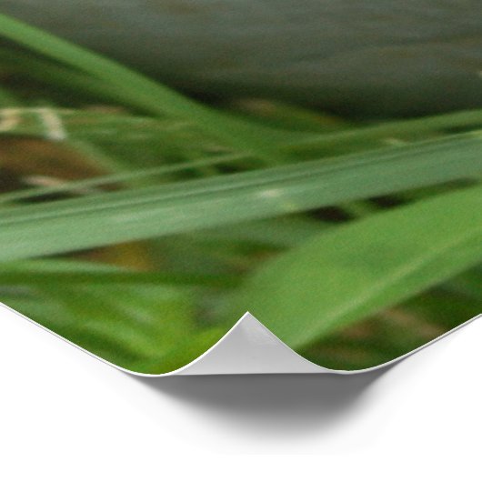 Blue Hydrangea mit Pitcher Poster (Ecke)