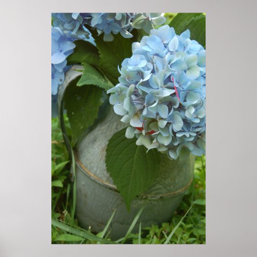 Blue Hydrangea mit Pitcher Poster (Vorne)