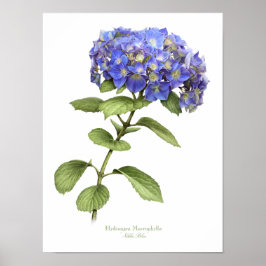 Blue Hydrangea Original Art Print Poster