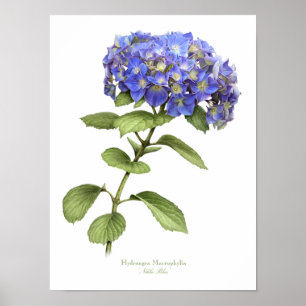 Blue Hydrangea Original Art Print Poster