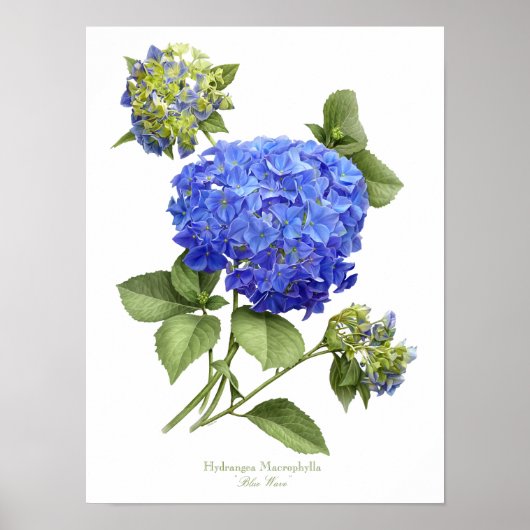 Blue Hydrangea Original Art Print Poster (Vorne)