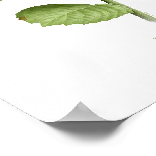 Blue Hydrangea Original Art Print Poster (Ecke)