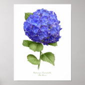 Blue Hydrangea Original Art Print Poster (Vorne)