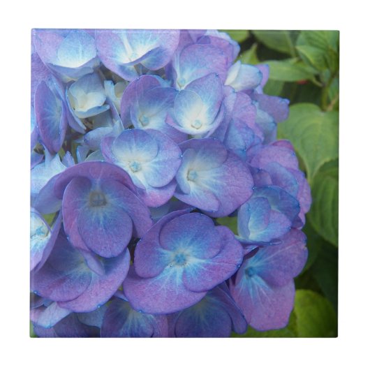 Blue Hydrangea Petals Floral Fliese (Vorderseite)
