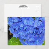 Blue Hydrangea Postcard Postkarte (Vorne/Hinten)