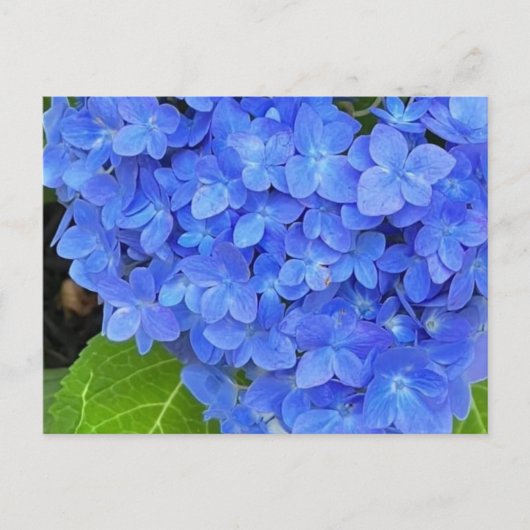 Blue Hydrangea Postcard Postkarte (Vorderseite)