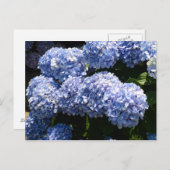 Blue Hydrangea Postcard Postkarte (Vorne/Hinten)