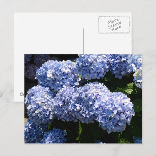 Blue Hydrangea Postcard Postkarte (Vorne/Hinten)
