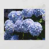 Blue Hydrangea Postcard Postkarte (Vorderseite)